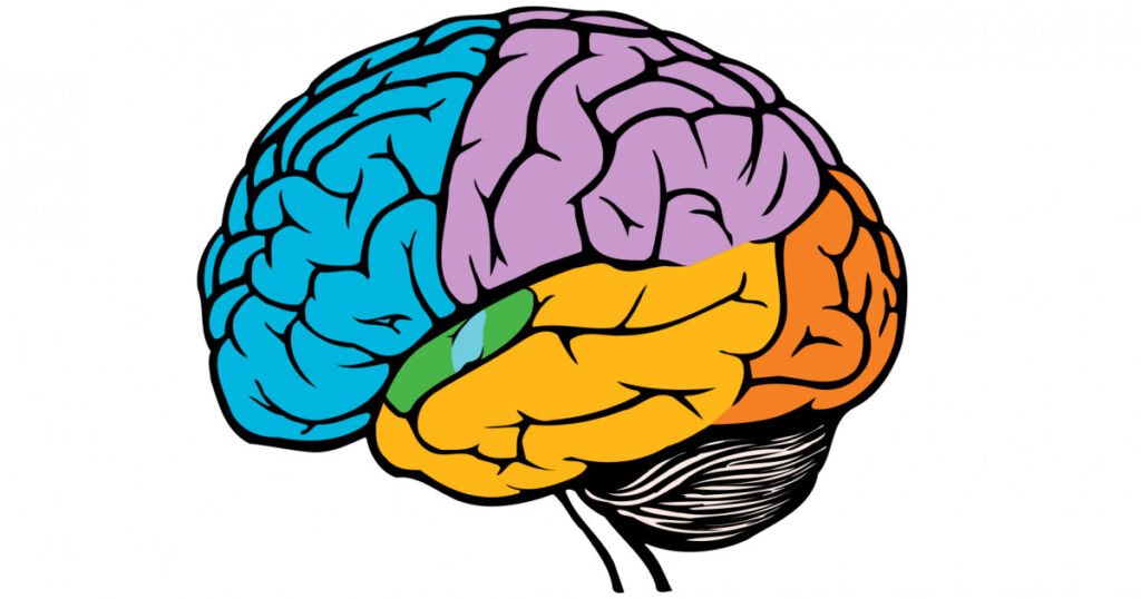 lobulos-cerebro-social-1024x538 Enhancing Brain Health with Pineal Guardian